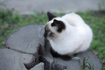 portrait of fluffy wild cat