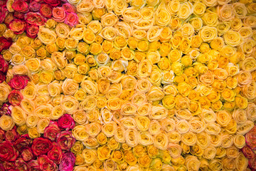 Background of rose flowers yellow white tea pink.  Backgrounds, structures, designs. Floriculture, agriculture.