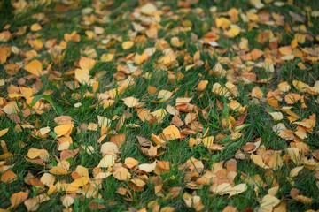 beautiful autumn leaves changing color