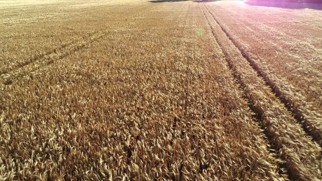 Ein Drohnenflug &uuml;ber einen Getreidefeld inkl. sch&ouml;nen Windeffekt