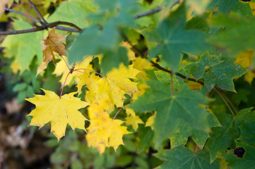 Colorful leaves in autumn time on maple tree.