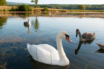 white swans with small swans on the lake