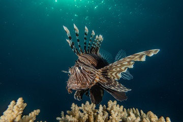 Lion fish in the Red Sea colorful fish, Eilat Israel