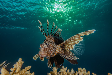 Lion fish in the Red Sea colorful fish, Eilat Israel