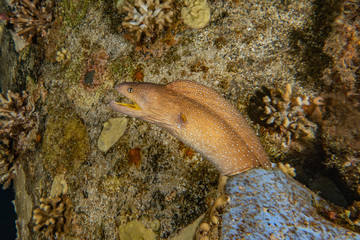 Moray eel Mooray lycodontis undulatus in the Red Sea, eilat israel