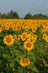 bright sunflowers on a large field on a sunny day