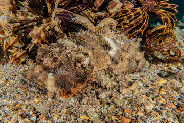 Fish swim in the Red Sea, colorful fish, Eilat Israel