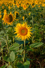 bright sunflowers on a large field on a sunny day