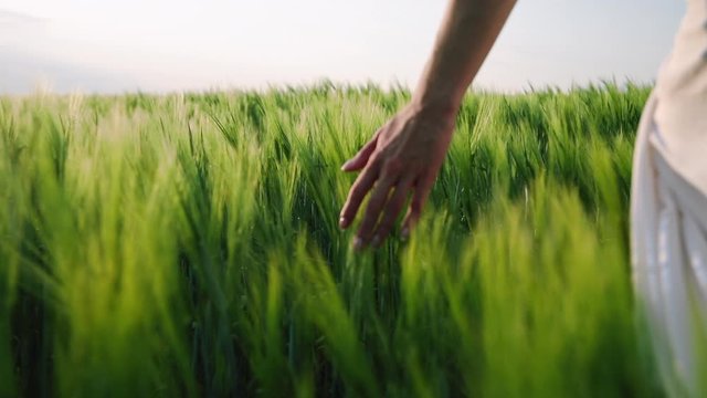 Ukrainian landscape with wheat and spikelets. Summer or Spring concept: woman's hand is on the field with green grass.