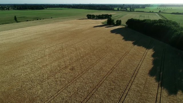 Ein Drohnenflug &uuml;ber einen Getreidefeld inkl. sch&ouml;nen Windeffekt