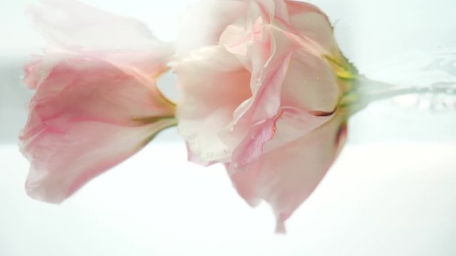 Two beautiful pink roses are in clear crystalline water. Water pours in a stream and air bubbles fall on the petals of eustoma. Relaxing spa procedures. Freshness, tenderness and softness.