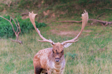a fallow deer enjoying in a green meadow