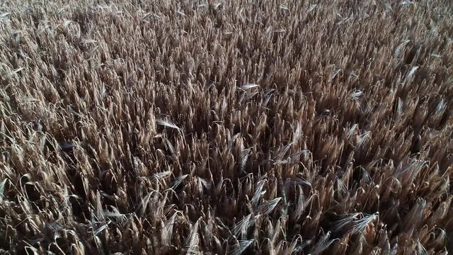 Ein Drohnenflug &uuml;ber einen Getreidefeld inkl. sch&ouml;nen Windeffekt
