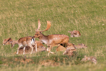 a fallow deer enjoying in a green meadow