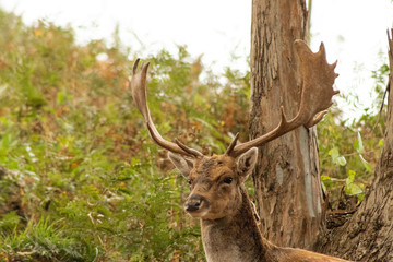 a fallow deer enjoying in a green meadow