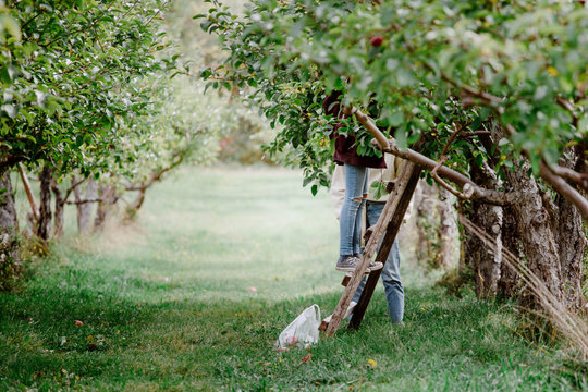 Pre teenage girls harvesting apples in an orchard