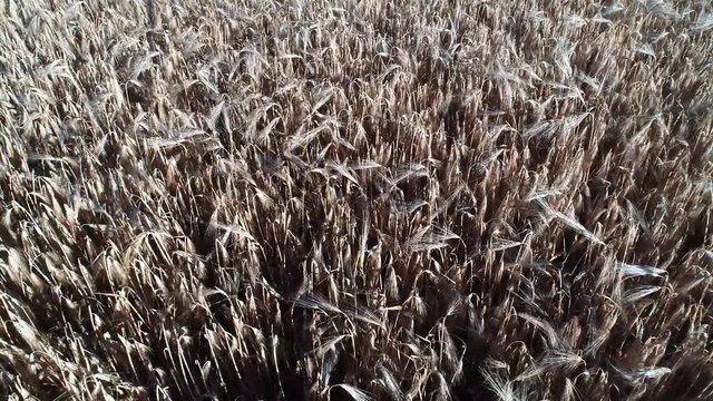 Ein Drohnenflug &uuml;ber einen Getreidefeld inkl. sch&ouml;nen Windeffekt