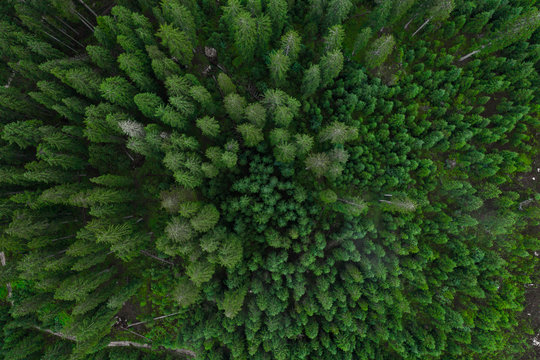 Aerial top view forest, Texture of forest view from above, Copter drone view, Panoramic photo over the tops of pine forest © vladim_ka