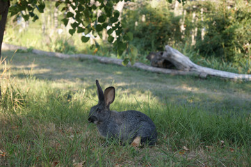 rabbit 