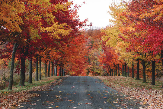 Autumn trees by rural road