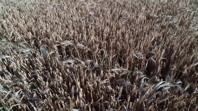 Ein Drohnenflug &uuml;ber einen Getreidefeld inkl. sch&ouml;nen Windeffekt