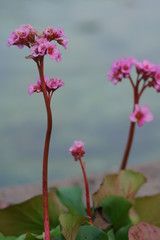 Flora Garten Bergenia