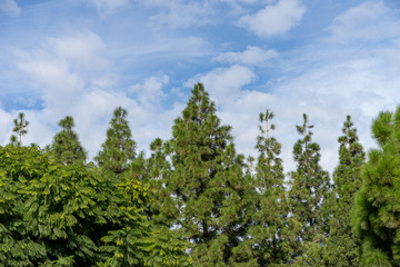 Treetop view with blue cloudy sky as a background. Cypress tree