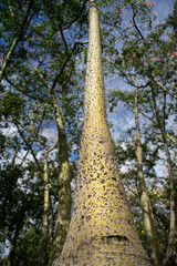 Fototapeta premium Ceiba Speciosa at Turia garden. Valencia, Spain
