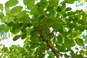 Fototapeta premium green leaves with blue sky background