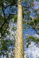 Ceiba Speciosa at Turia garden. Valencia, Spain