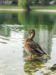 duck in a pond