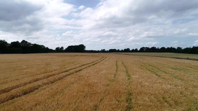 Ein Drohnenflug &uuml;ber einen Getreidefeld inkl. sch&ouml;nen Windeffekt