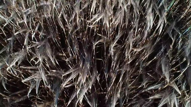 Ein Drohnenflug &uuml;ber einen Getreidefeld inkl. sch&ouml;nen Windeffekt