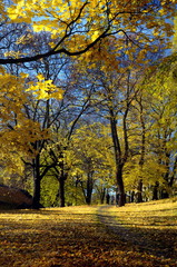 Autumn in Oslo Norway. Yellow leaves on blue sky
