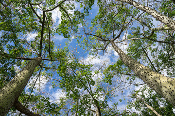 Ceiba Speciosa at Turia garden. Valencia, Spain
