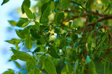 green leaves with blue sky background