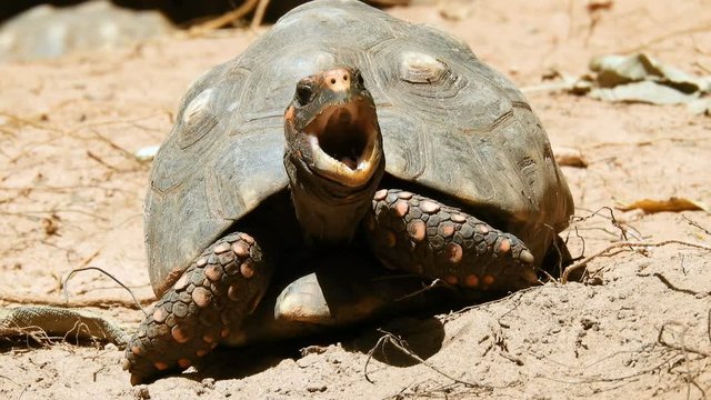 Red-legged tortoise walking on sand in Brazil
