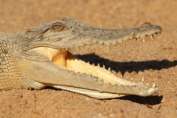 Young saltwater crocodile along the Daly River