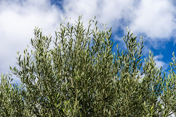 Treetop view with blue cloudy sky as a background. Olive tree