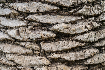 Palm tree trunk texture as background. Valencia, Spain
