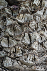 Palm tree trunk texture as background. Valencia, Spain