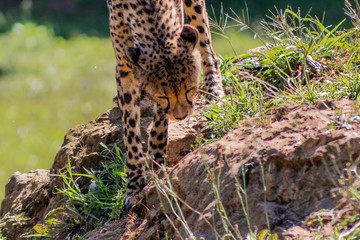 Fototapeta na wymiar a cheetah enjoying in a green meadow