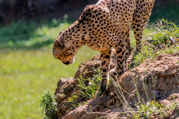 a cheetah enjoying in a green meadow