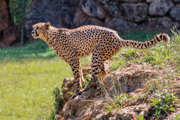 a cheetah enjoying in a green meadow