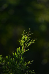 A tree in Kruger South Africa 