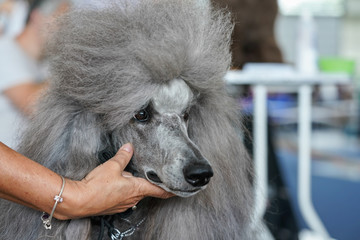 Large grey poodle getting groomed at dog contest, owner holding its mouth