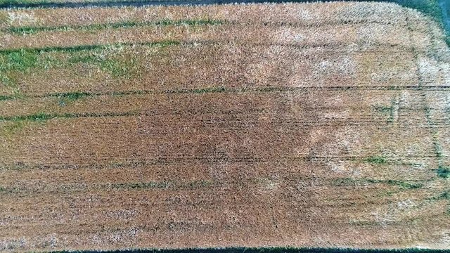 Ein Drohnenflug &uuml;ber einen Getreidefeld inkl. sch&ouml;nen Windeffekt