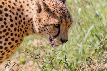 a cheetah enjoying in a green meadow