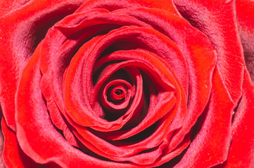 Red rose macro. beautiful flower close up