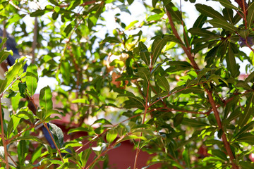 Pomegranate leaf on the tree in the garden. Close up pomegranates on tree banches in green nature.